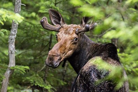 Explore Indigenous Animals of North America