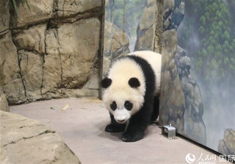 重庆动物园三只大熊猫幼崽集体亮相 - China.org.cn