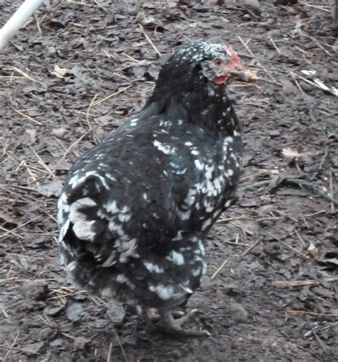 Image result for Mottled Java Chicken Egg Color