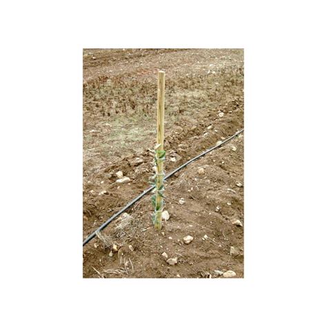 Tutores Madeira Pinho - Tutores para Plantas