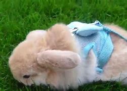 Image result for Pic of Baby Lop Eared Bunny