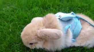 Image result for Mini Lop Eared Bunnies