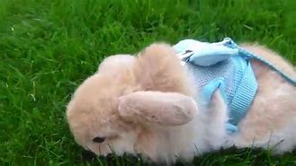 Image result for Loppy Bunny