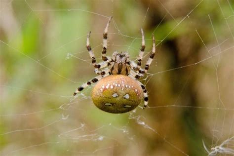 家里有蜘蛛是吉是凶?蜘蛛的十大特点和生活特征_探秘志
