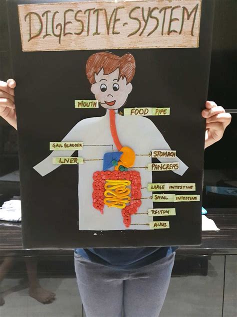 DIY Digestive System Project 的图像结果