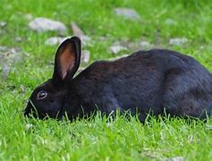 Image result for Black Havana Rabbit