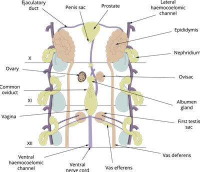 Reproductive system — lesson. Science State Board, Class 10.