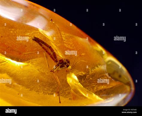 INSECTS TRAPPED IN AMBER Stock Photo - Alamy