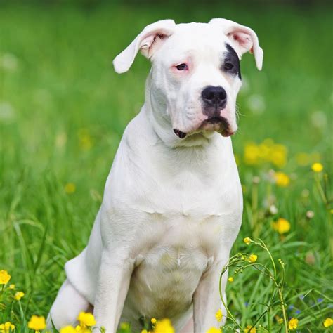 How Much Does a Dogo Argentino Cost? (2026 Pricing Guide)