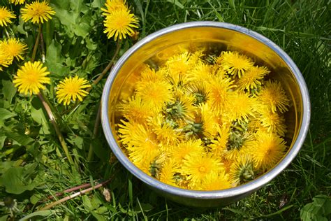 Can Babies Eat Dandelions