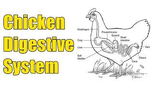 Image result for Chicken Digestive Machanism System