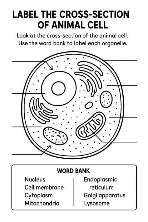Label the Animal Cell Worksheets - Free Image & PDF Printables