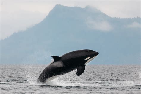 Captive Orca Lolita's 93-Year-Old Wild Mom Spotted for First Time This Year - TrendRadars