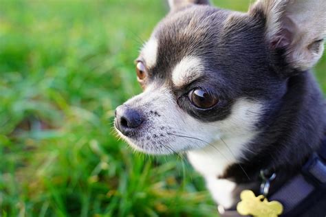 The History and Origin of the Chihuahua: A Comprehensive Look ...