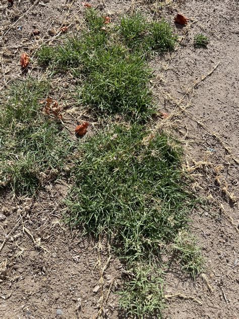 What’s my next move? : r/lawncare