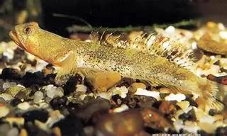 Schismatogobius - JungleKey.in Image