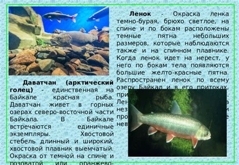 Животный и растительный мир Байкала