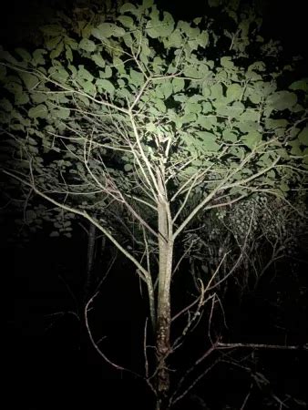 Stinging Nettle Tree 的图像结果