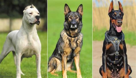 Best Guard Dog Breeds