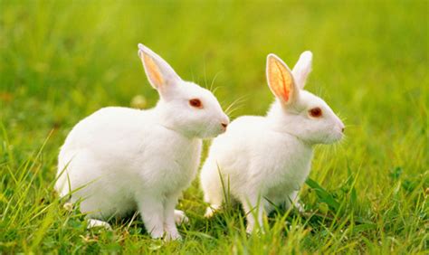 龙里强龙科技养殖有限公司-贵州养兔 贵州养殖肉兔 贵州兔子养殖