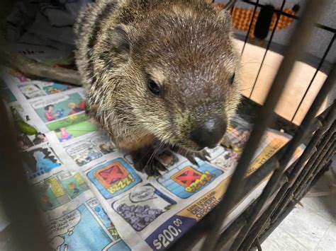 Image result for Ground Hogs Exploding Gunshot