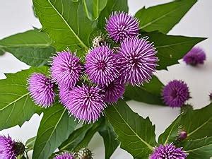Vruksha Vitals Milk Thistle 1200 mg - 200 Liver Detox Tablets/Capsules ...