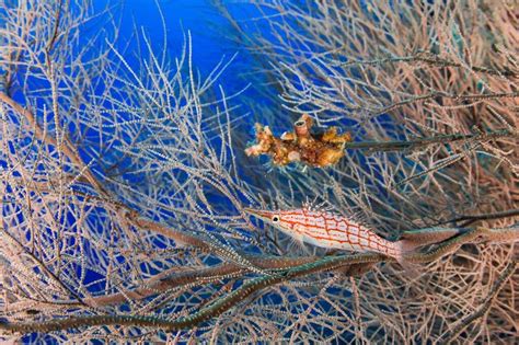 Peculiar, odd and funny fish names - Ocean Dimensions