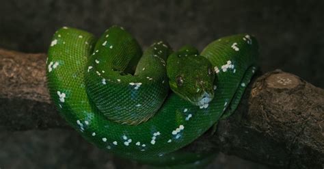 Image result for Green Python around Nevk