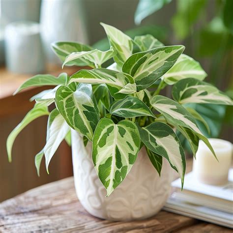 Big Leaf Plants for Indoor & Outdoor: Top 17 Giant Varieties