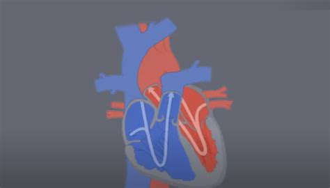 Image result for Heart Development Disorders