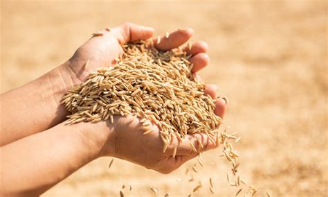 Paddy procurement in Punjab crosses 100 LMT mark