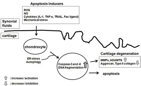 Chondrocyte Apoptosis in the Pathogenesis of Osteoarthritis