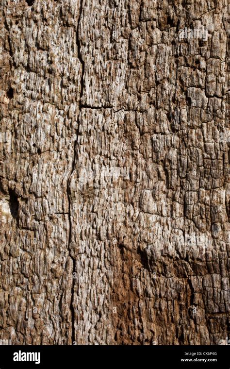 Image result for Oak Tree Rot Base of Trunk