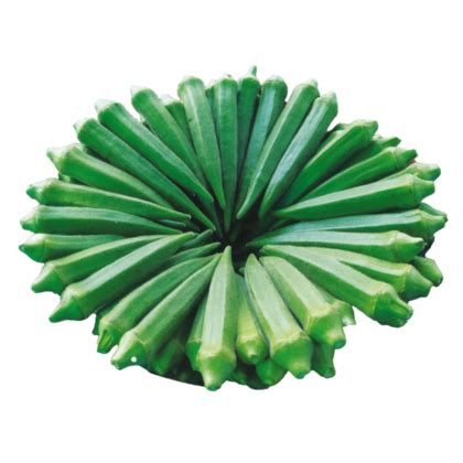 Anushri-Known-You Seed India