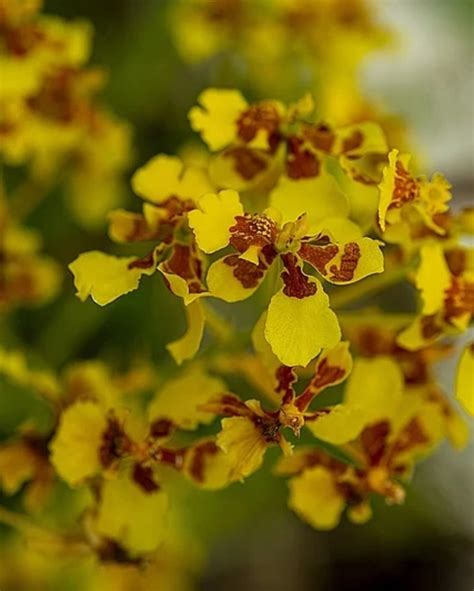 Oncidium Orchid Species flexuosum Without Flowers - Specimen Size Plant