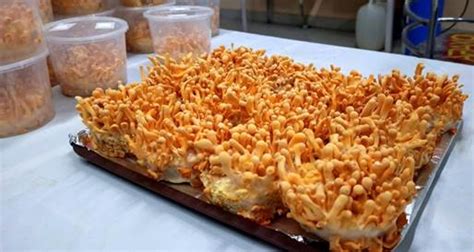 Cordy gold nanoparticles | IAS GYAN