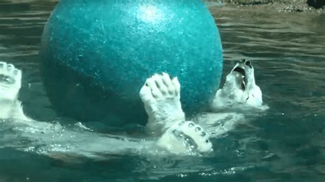 Polar Bear is Surprised with New Gift at Oregon Zoo - Animals Around The Globe
