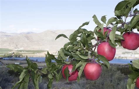 Pacific Rose Apple | Where to Buy Pacific Rose Apples