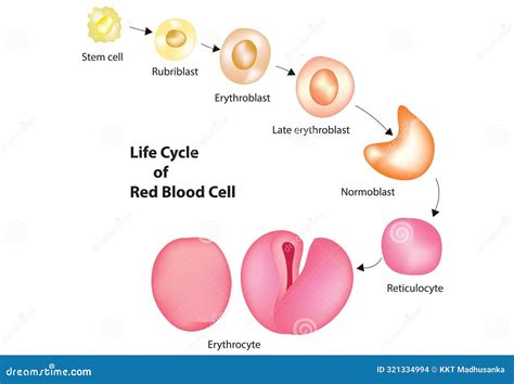 Life Cycle of Red Blood Cell Stock Vector - Illustration of organizer, transport: 321334994