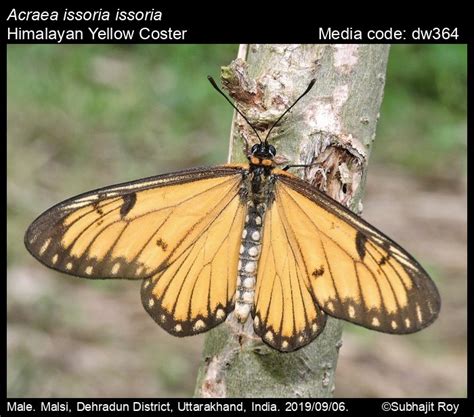 Acraea issoria | Butterfly