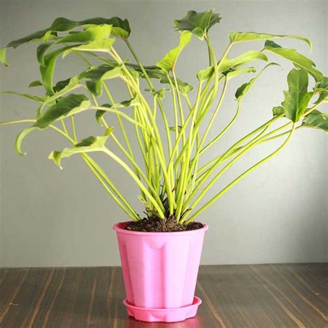 Philodendron Green Xanadu Indoor Plant | Nursery Nisarga