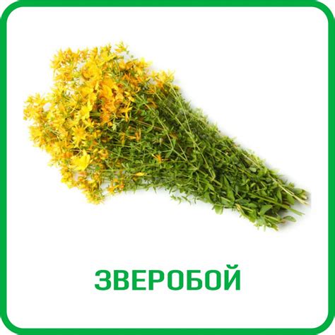 Травы от цистита