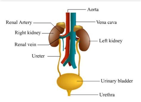 Draw a diagram of human excretory system? - Brainly.in