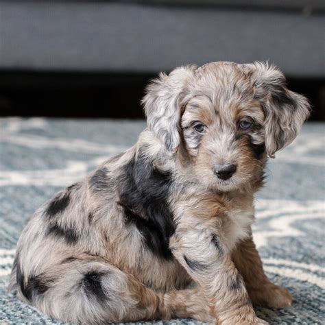 Miniature Aussiedoodle