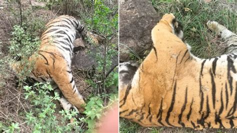 Five tigers found dead in Karnataka’s sanctuary; suspected poisoning ...
