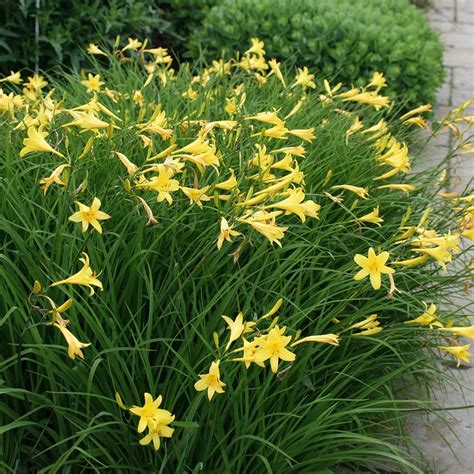 Buy daylily lilioasphodelus Hemerocallis lilioasphodelus: Delivery by ...
