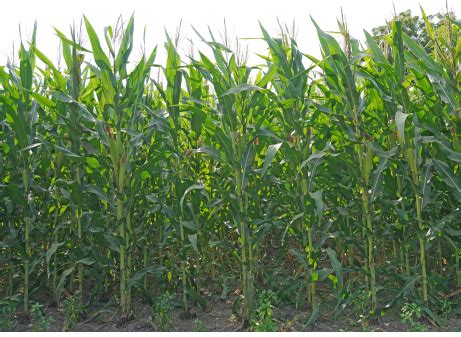 NK 6514 - Variety Corn | Syngenta