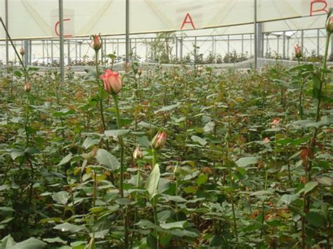 Neha International - Production Sites