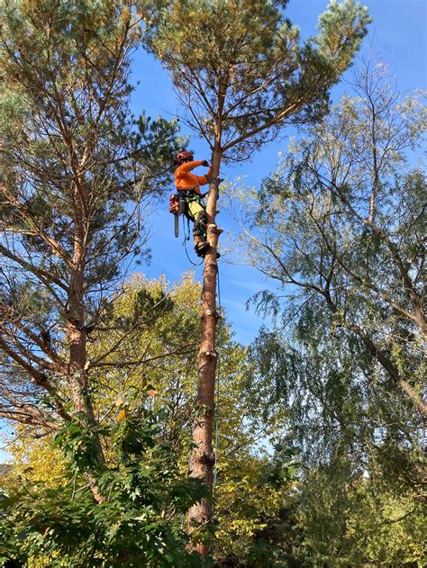 Arborist Alliance - Tree Removal near me. Arborist services for the ...