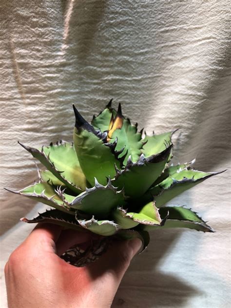 Agave Titanota Black Fire -黒火焔 | Gorisplant